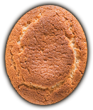 Biscuit of Campurrianas Original